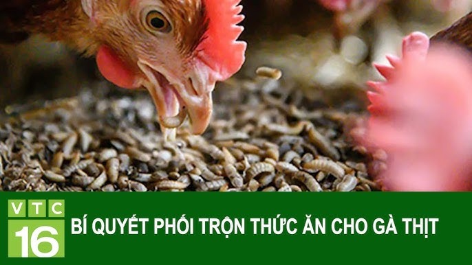 cach-pha-tron-thuc-an-cho-ga-da