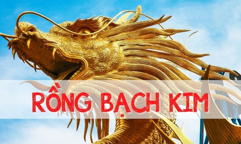 soi-cau-6666-rong-bach-kim