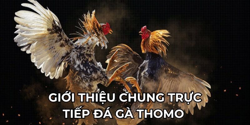 truc-tiep-da-ga-thomo